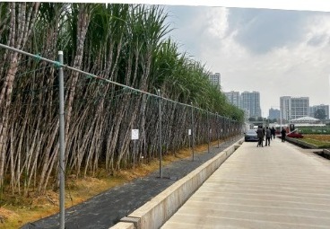 Rows of sugarcane crop under cultivation
